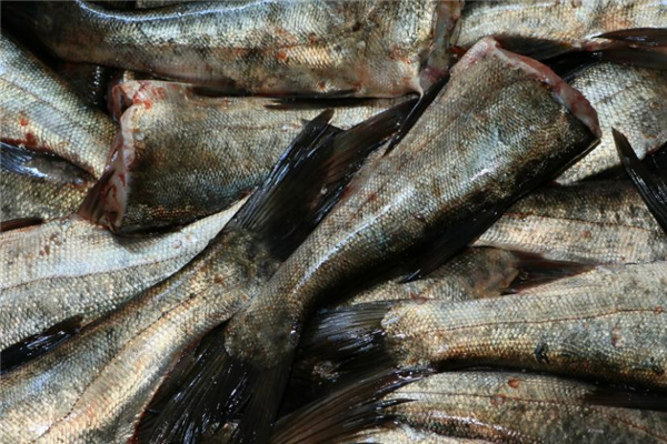 花鰱是發(fā)物嗎 花鰱魚(yú)食用禁忌