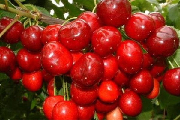 櫻桃能釀酒嗎 櫻桃釀酒方法 櫻桃能釀酒嗎 櫻桃釀酒方法