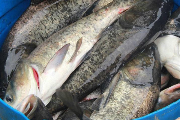 鳙魚是什么魚 營養(yǎng)美味食材 鳙魚是什么魚 營養(yǎng)美味食材