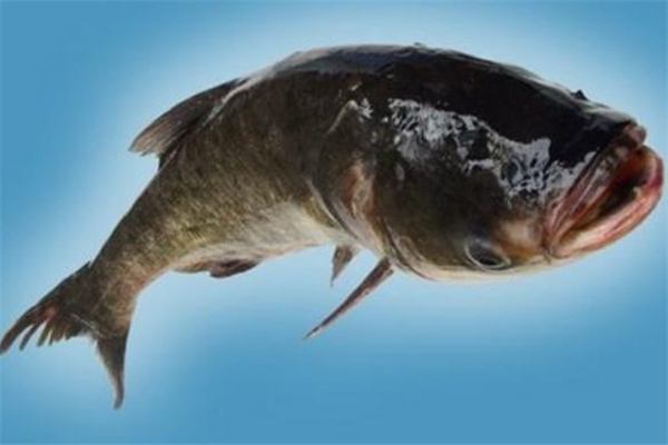 鳙魚怎么做好吃 鳙魚的做法大全 鳙魚怎么做好吃 鳙魚的做法大全