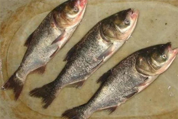 鳙魚怎么做好吃 鳙魚的做法大全 鳙魚怎么做好吃 鳙魚的做法大全