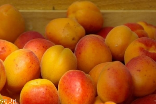 杏子是枇杷嗎 枇杷和杏子的區(qū)別 杏子是枇杷嗎 枇杷和杏子的區(qū)別