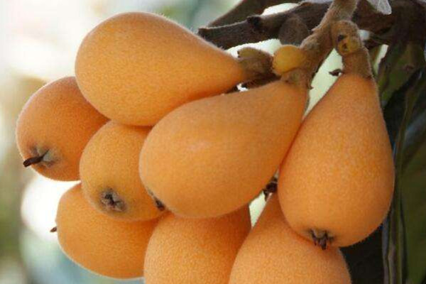 枇杷可以生吃嗎 枇杷的作用 枇杷可以生吃嗎 枇杷的作用