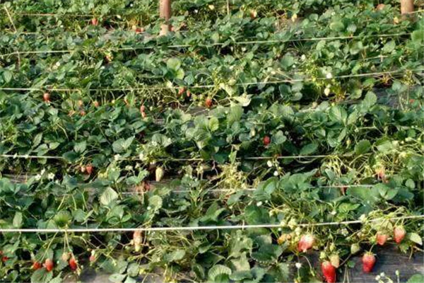 草莓可以多吃嗎 草莓的好處 草莓可以多吃嗎 草莓的好處