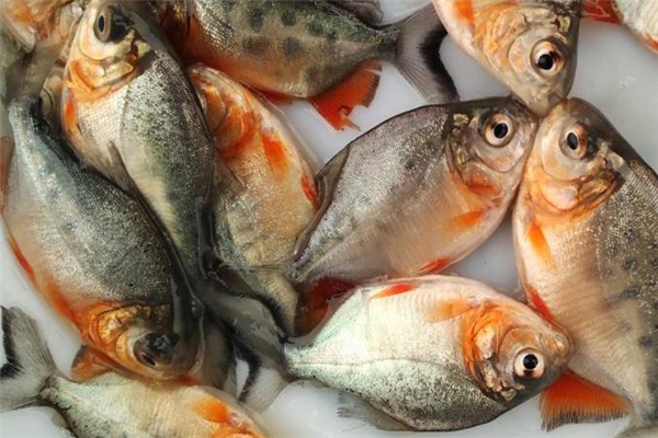 紅鯧魚(yú)多少錢(qián)一斤 價(jià)格并不貴 紅鯧魚(yú)多少錢(qián)一斤 價(jià)格并不貴