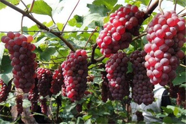 葡萄可以吃皮嗎 葡萄皮的價(jià)值 葡萄可以吃皮嗎 葡萄皮的價(jià)值