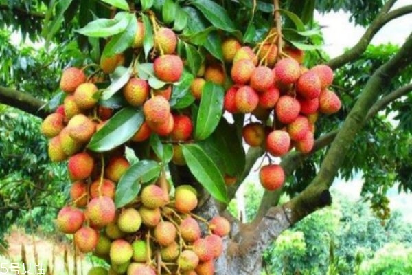 荔枝吃多了酒駕 吃了荔枝能開車嗎 荔枝吃多了酒駕 吃了荔枝能開車嗎