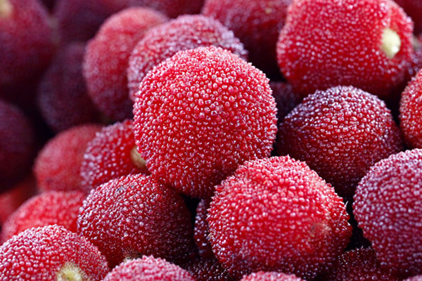 楊梅能治拉肚子嗎 楊梅的功效 楊梅能治拉肚子嗎 楊梅的功效