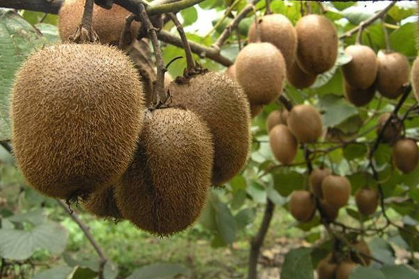 獼猴桃可以煮著吃嗎 獼猴桃食用方法 獼猴桃可以煮著吃嗎 獼猴桃食用方法