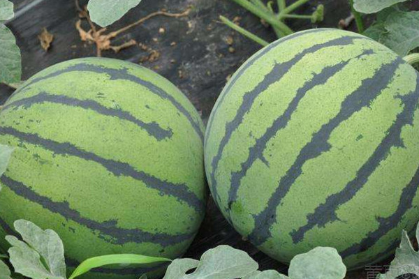 西瓜里面軟了還能吃嗎 西瓜的好處 西瓜里面軟了還能吃嗎 西瓜的好處