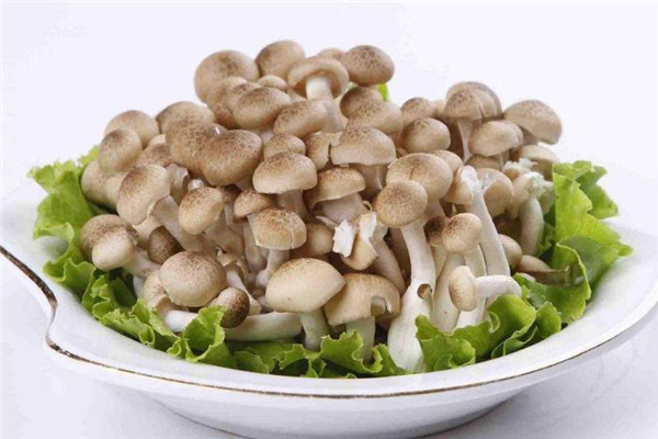 蟹味菇怎么做好吃 蟹味菇的做法大全 蟹味菇怎么做好吃 蟹味菇的做法大全