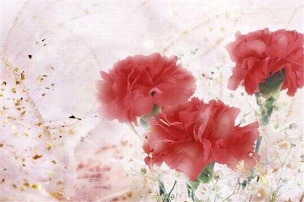 母親節(jié)花束康乃馨花語是什么 母親節(jié)禮物 母親節(jié)花束康乃馨花語是什么 母親節(jié)禮物