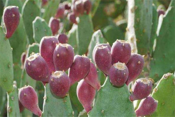 仙人掌果一天吃幾個 仙人掌果功效 仙人掌果一天吃幾個 仙人掌果功效