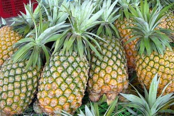 雞蛋可以和菠蘿一起吃嗎 雞蛋的好處 雞蛋可以和菠蘿一起吃嗎 雞蛋的好處