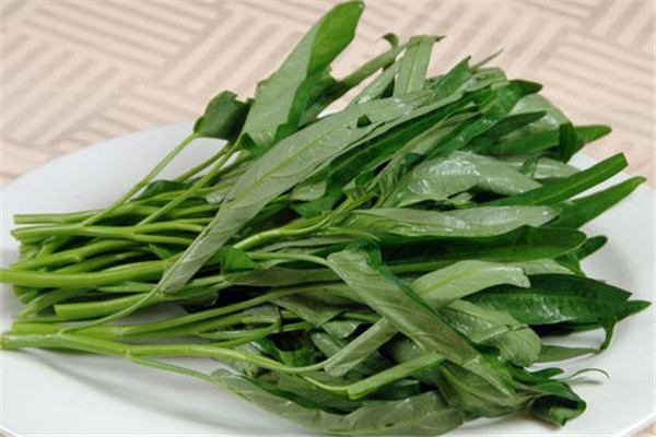 空心菜發(fā)芽能吃嗎 空心菜發(fā)芽不建議食用 空心菜發(fā)芽能吃嗎 空心菜發(fā)芽不建議食用