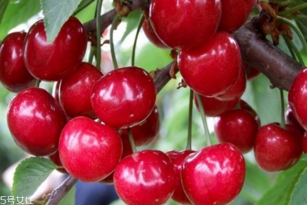 車厘子的核有毒嗎 車厘子核吞進去了怎么辦