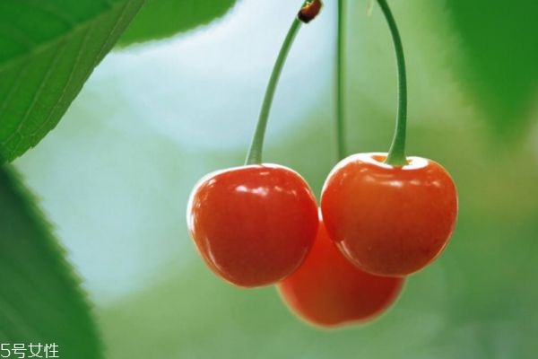 櫻桃怎么洗才干凈 如何清洗櫻桃 櫻桃怎么洗才干凈 如何清洗櫻桃