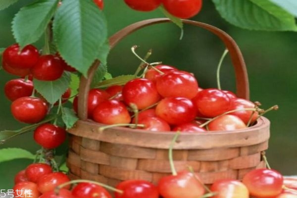 孕婦能吃櫻桃嗎 孕婦吃櫻桃的4大好處 孕婦能吃櫻桃嗎 孕婦吃櫻桃的4大好處