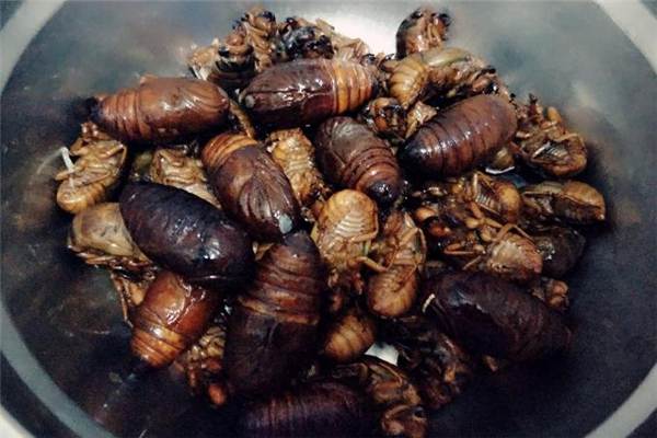 蠶蛹吃多了會(huì)中毒嗎 吃蠶蛹中毒的表現(xiàn) 蠶蛹吃多了會(huì)中毒嗎 吃蠶蛹中毒的表現(xiàn)