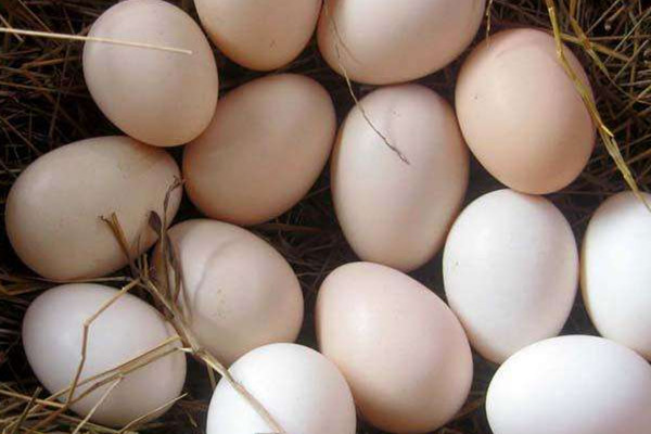 土雞蛋多少錢(qián)一個(gè) 土雞蛋的作用 土雞蛋多少錢(qián)一個(gè) 土雞蛋的作用