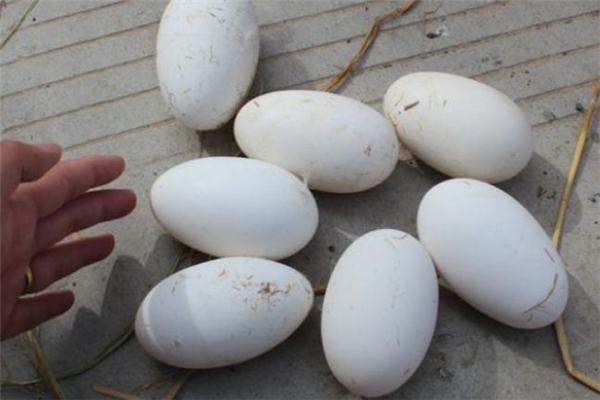 鵝蛋怎么保存 鵝蛋存放方法 鵝蛋怎么保存 鵝蛋存放方法