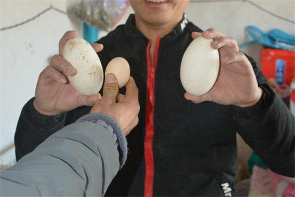 腌鵝蛋的做法 腌鵝蛋出油最好的方法 腌鵝蛋的做法 腌鵝蛋出油最好的方法