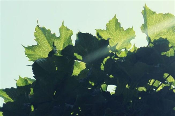 小滿(mǎn)是什么季節(jié) 小滿(mǎn)節(jié)氣習(xí)俗