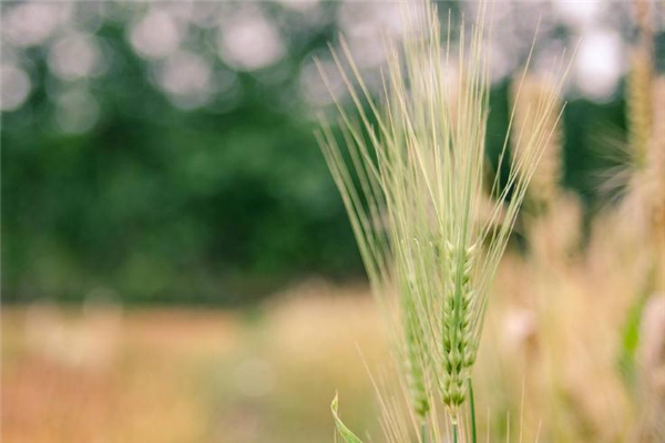 小滿(mǎn)是什么季節(jié) 小滿(mǎn)節(jié)氣習(xí)俗