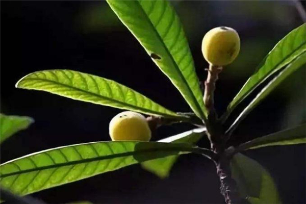 小滿節(jié)氣吃什么食物好 小滿吃什么養(yǎng)生 小滿節(jié)氣吃什么食物好 小滿吃什么養(yǎng)生