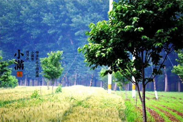 小滿節(jié)氣怎么發(fā)朋友圈 2019小滿祝福語大全 小滿節(jié)氣怎么發(fā)朋友圈 2019小滿祝福語大全