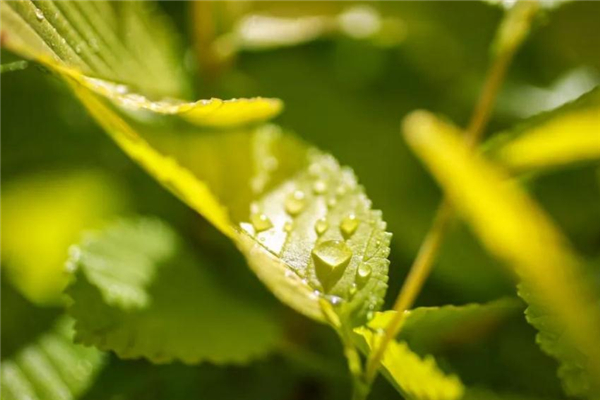 小滿之后為什么沒有大滿 原來是這樣 小滿之后為什么沒有大滿 原來是這樣