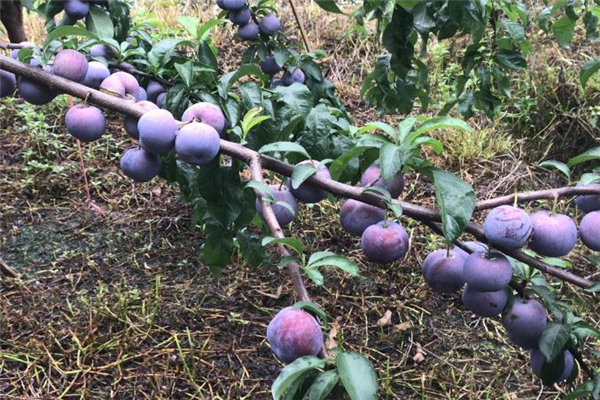 黑布林糖尿病人能吃嗎 糖尿病吃黑布林的好處 黑布林糖尿病人能吃嗎 糖尿病吃黑布林的好處