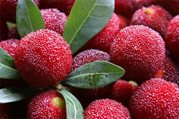 楊梅吃多了有什么影響 楊梅吃多了會(huì)怎樣 楊梅吃多了有什么影響 楊梅吃多了會(huì)怎樣