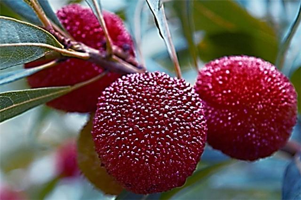 楊梅吃多了有什么影響 楊梅吃多了會(huì)怎樣 楊梅吃多了有什么影響 楊梅吃多了會(huì)怎樣