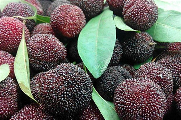 楊梅吃多了有什么影響 楊梅吃多了會(huì)怎樣 楊梅吃多了有什么影響 楊梅吃多了會(huì)怎樣