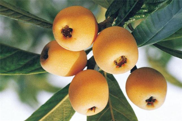 枇杷含糖量高嗎 枇杷糖分高嗎 枇杷含糖量高嗎 枇杷糖分高嗎