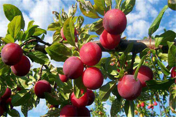 李子是什么季節(jié)的水果 李子的營養(yǎng)價值 李子是什么季節(jié)的水果 李子的營養(yǎng)價值