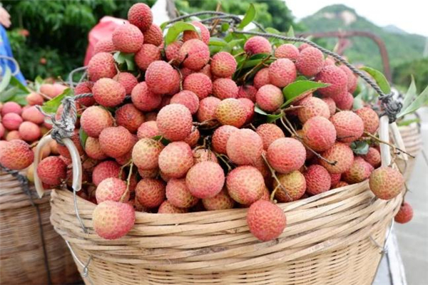 吃荔枝可以喝酒嗎 吃荔枝喝酒會(huì)過敏嗎