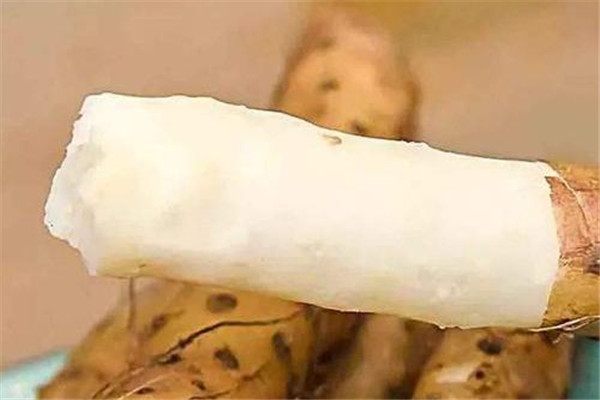 山藥和淮山有什么區(qū)別 什么是淮山 山藥和淮山有什么區(qū)別 什么是淮山