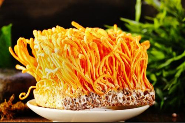 吃蟲草花會(huì)上火嗎 蟲草花應(yīng)該怎么吃 吃蟲草花會(huì)上火嗎 蟲草花應(yīng)該怎么吃