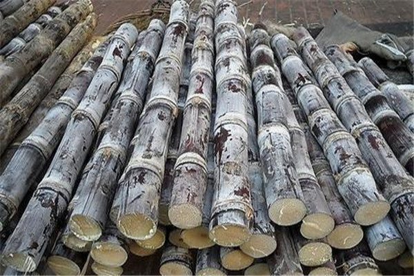 甘蔗可以補(bǔ)血嗎 甘蔗的好處有哪些 甘蔗可以補(bǔ)血嗎 甘蔗的好處有哪些