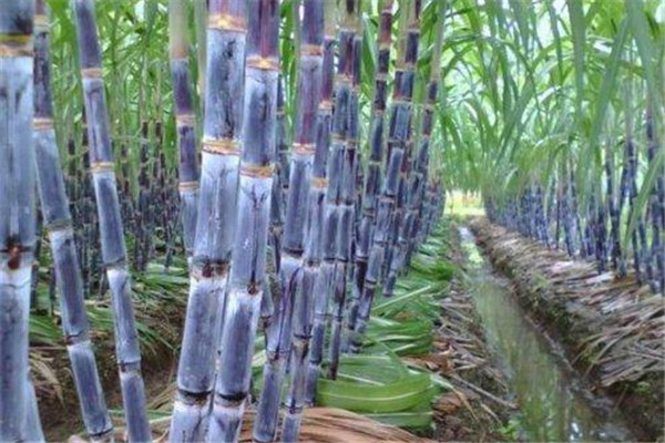 甘蔗能降火嗎 甘蔗降火有用嗎 甘蔗能降火嗎 甘蔗降火有用嗎