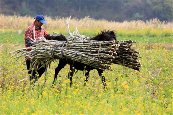 甘蔗可以煲湯嗎 甘蔗煲湯好嗎 甘蔗可以煲湯嗎 甘蔗煲湯好嗎