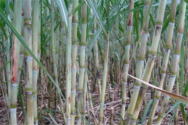 甘蔗可以煲湯嗎 甘蔗煲湯好嗎 甘蔗可以煲湯嗎 甘蔗煲湯好嗎