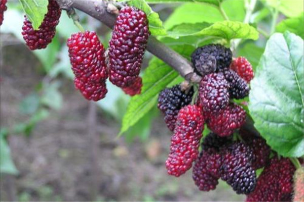 桑葚的副作用是什么 桑葚有什么副作用嗎 桑葚的副作用是什么 桑葚有什么副作用嗎