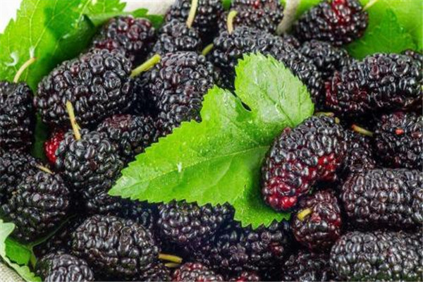 桑葚的副作用是什么 桑葚有什么副作用嗎 桑葚的副作用是什么 桑葚有什么副作用嗎