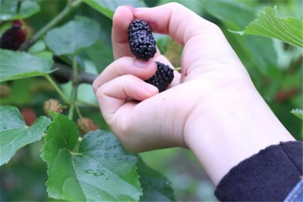 桑葚吃多了會中毒嗎 桑葚能不能多吃 桑葚吃多了會中毒嗎 桑葚能不能多吃