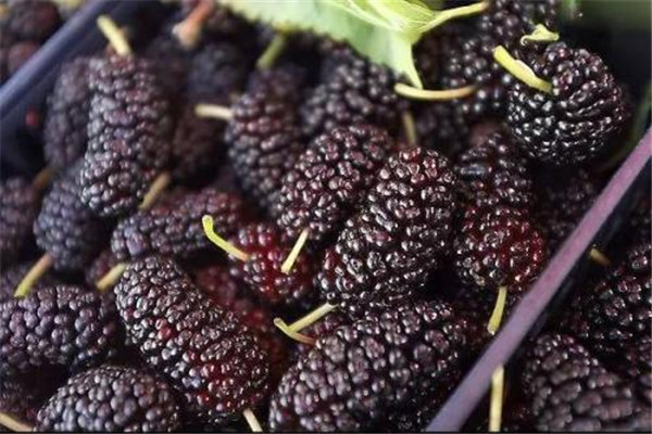 桑葚吃多了會中毒嗎 桑葚能不能多吃 桑葚吃多了會中毒嗎 桑葚能不能多吃