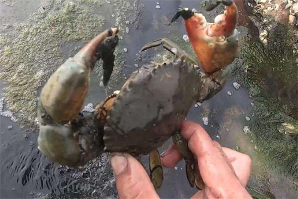 怎么分辨青蟹死了沒(méi) 青蟹死活怎么看 怎么分辨青蟹死了沒(méi) 青蟹死活怎么看