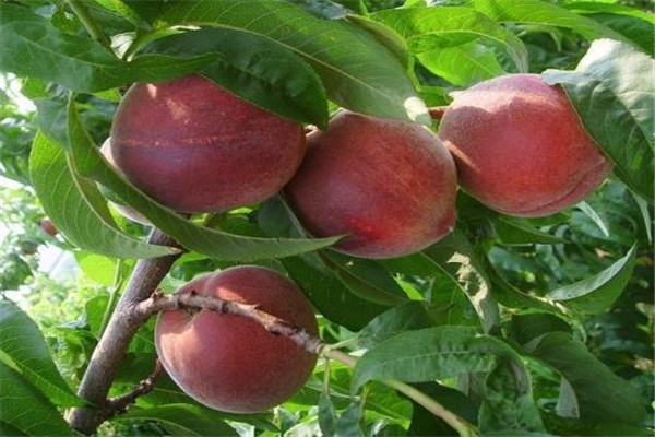 毛桃有什么營養(yǎng) 毛桃營養(yǎng)價值高嗎 毛桃有什么營養(yǎng) 毛桃營養(yǎng)價值高嗎